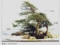 图解 盆景作品《春潮澎湃》制作体会