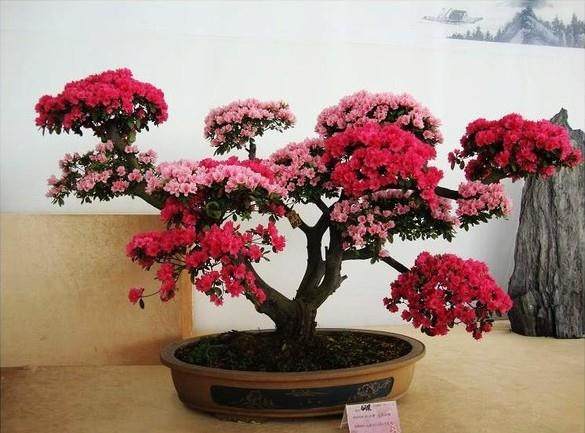 映山红盆景的制作与养护