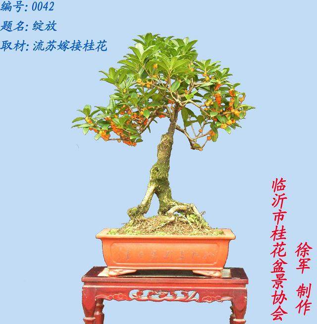 怎样才能促成桂花早开花?