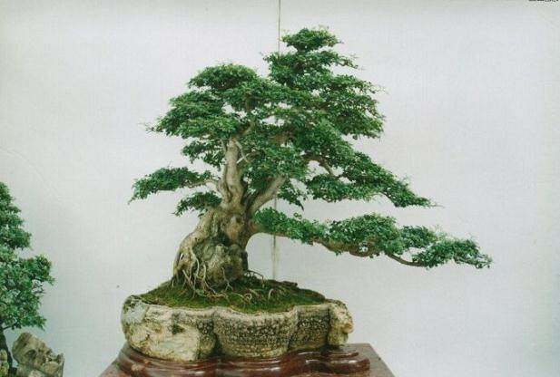 古榕树盆景制作的几点体会
