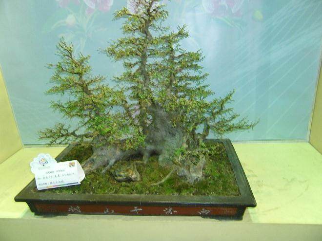 青州市举办&ldquo;迎新春盆景、奇石、书画艺术展&rdquo;