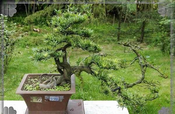 2005年中国湖南盆景赏石书画工艺品博览展销会