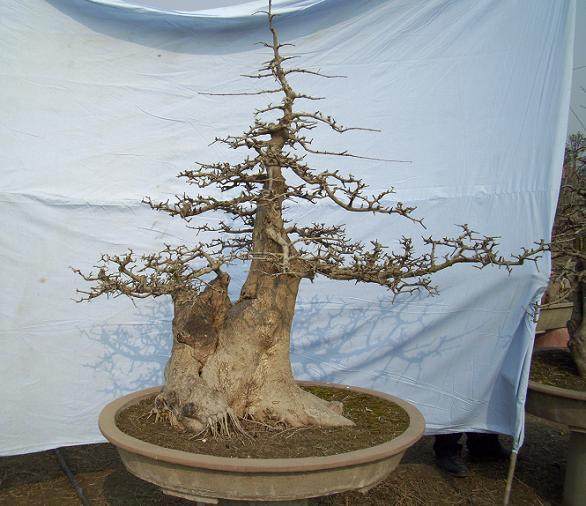 荆州市建成占地百亩的花木盆景展销中心