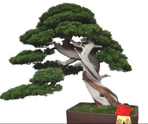 湖北省钟祥市将举办第十届花木盆景展