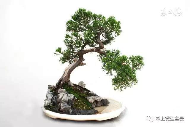 盆景这样制作更简单,初学者入门必备秘籍!