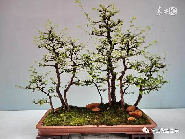 盆景这样制作更简单,初学者入门必备秘籍!
