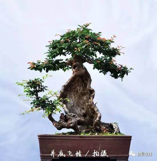 网友浅谈榆树盆景移植经验