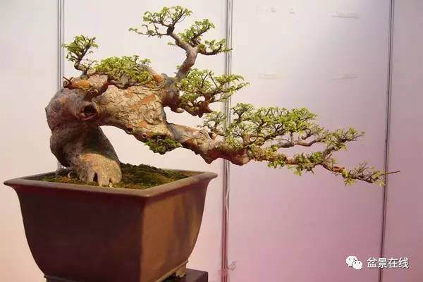 网友浅谈榆树盆景移植经验