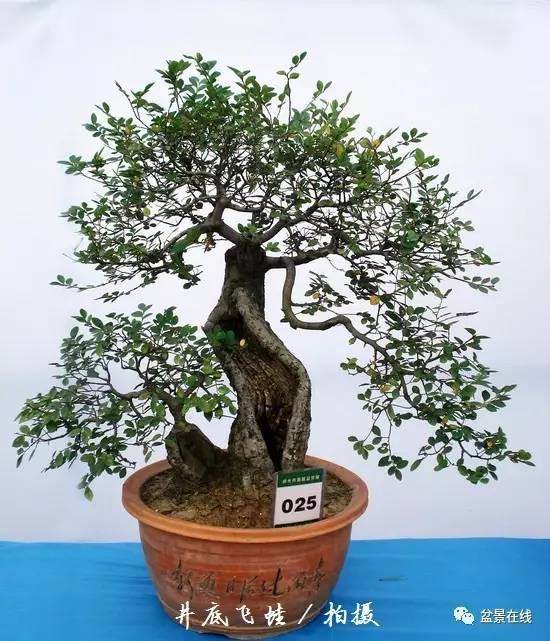 网友浅谈榆树盆景移植经验