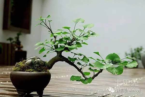 银杏盆景的选桩与造型