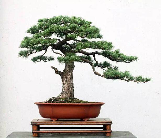 马尾松老桩盆景怎样选坯的方法