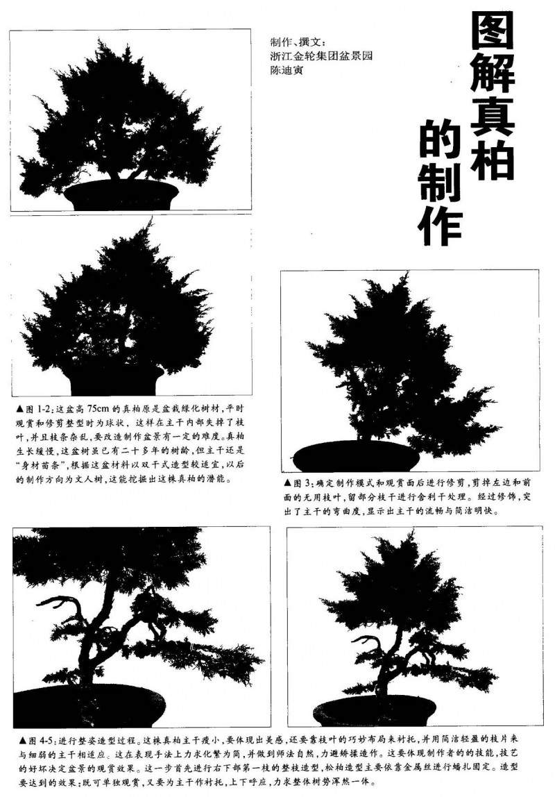 图解真柏盆景的制作方法