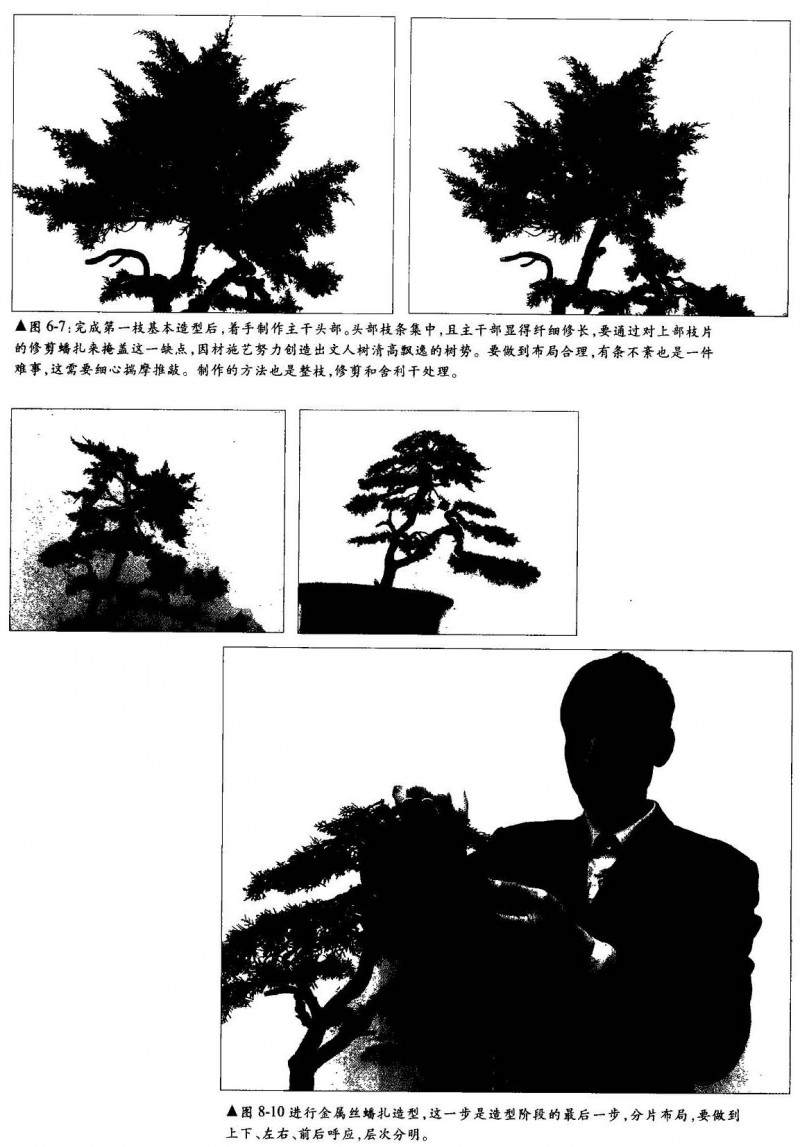 图解真柏盆景的制作方法