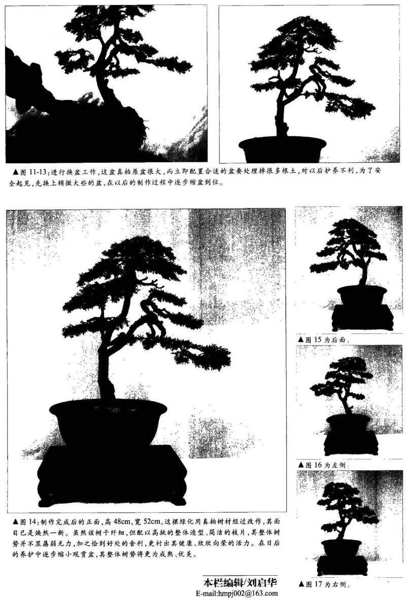 图解真柏盆景的制作方法