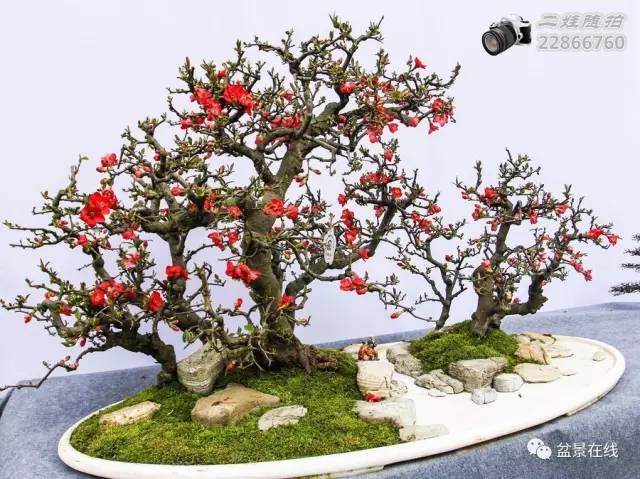 川派盆景的十种身法和三式五型