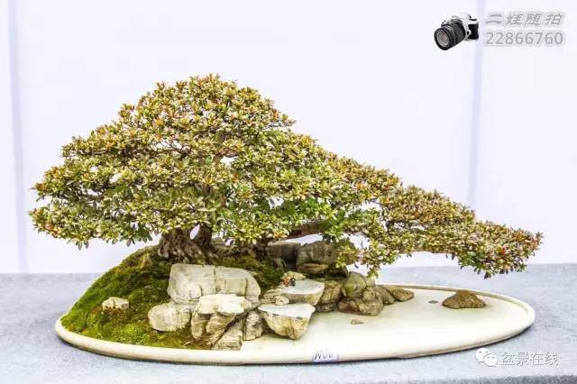 川派盆景的十种身法和三式五型