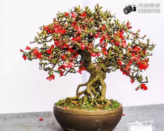 川派盆景的十种身法和三式五型