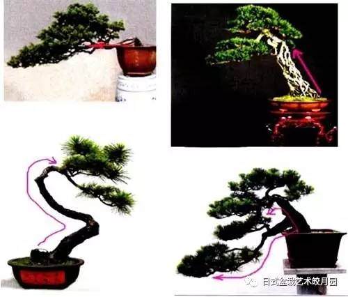 盆景制作的布势:树干是形成树势的主体