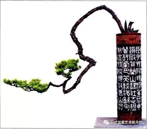 盆景制作的布势:树干是形成树势的主体