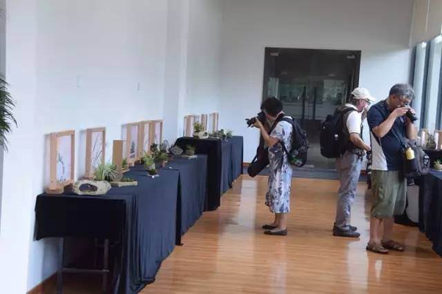上海植物园石菖蒲微型盆景展