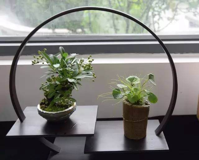 上海植物园石菖蒲微型盆景展