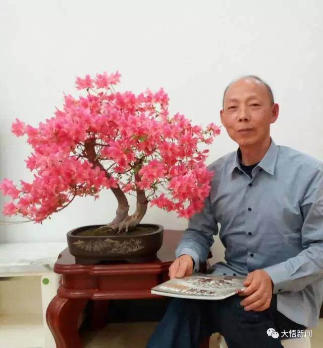 周久发的映山红盆景艺术