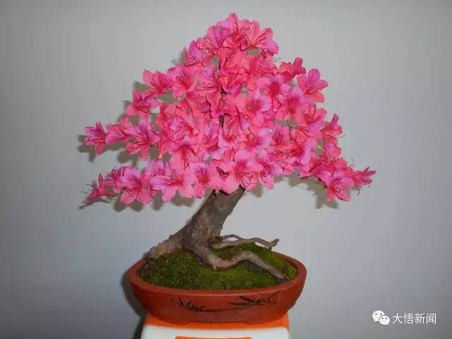 周久发的映山红盆景艺术