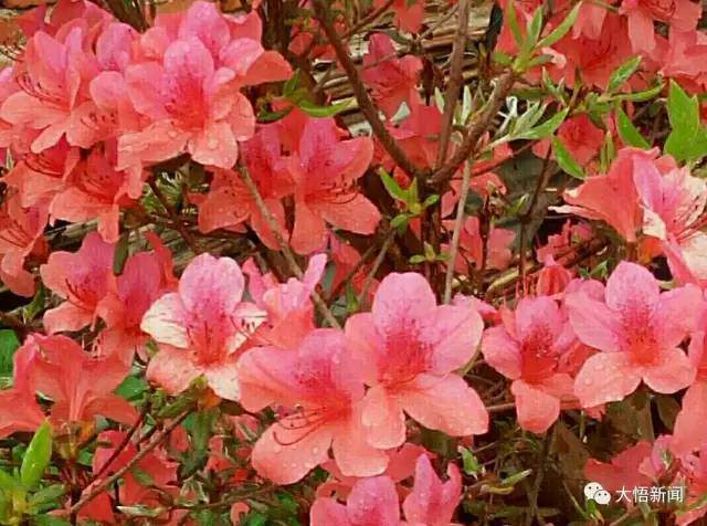 周久发的映山红盆景艺术