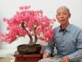 周久发的映山红盆景艺术