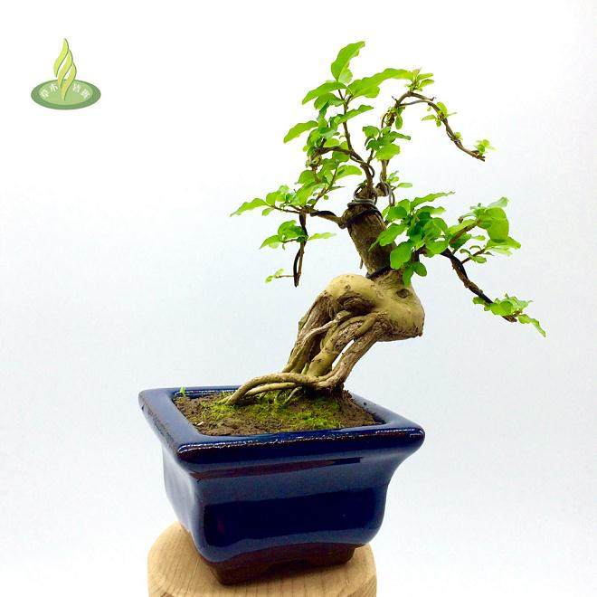 盆景树木有哪些常见病害?