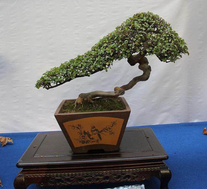 关于盆景展评规则程序的思考