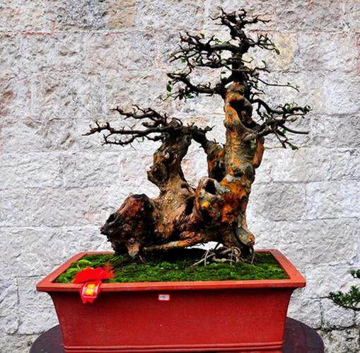 关于盆景展评规则程序的思考