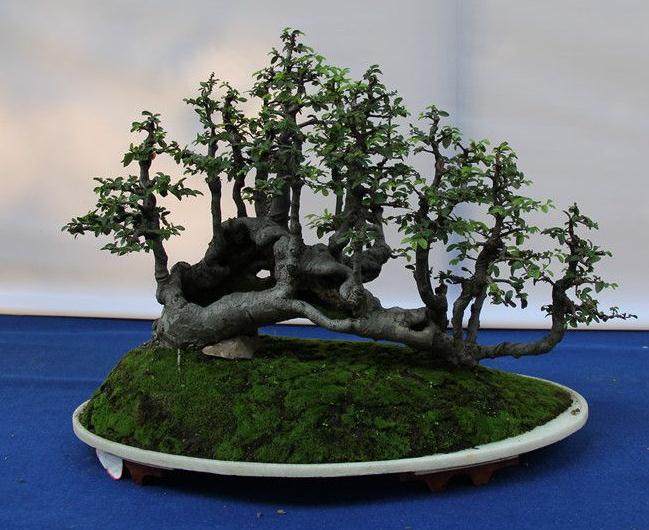 关于盆景展评规则程序的思考