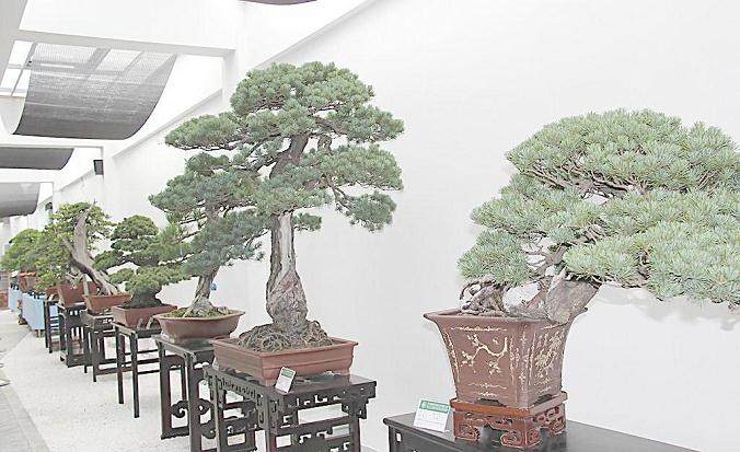 河南盆景协会2005年创作研讨会召开