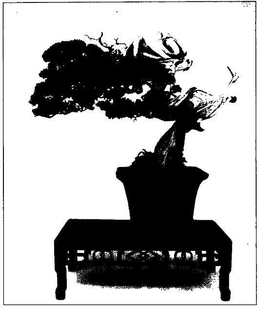 记第六届中国盆景展览