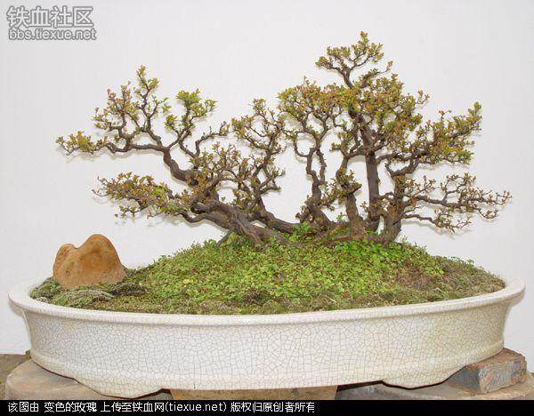 为了发展世界盆景艺术 促进盆景在世界各地区各流