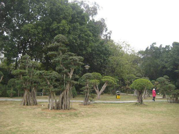 西南景大盆景园4月庭在南山开日