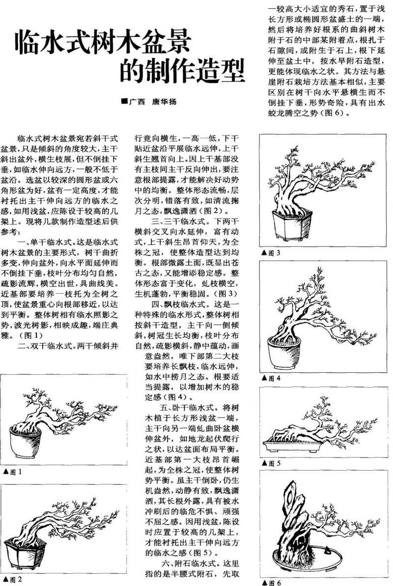 临水式树木盆景的制作造型