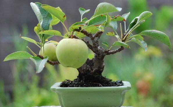 如何使果树盆景花繁果丰?