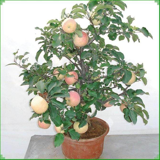 如何使果树盆景花繁果丰?