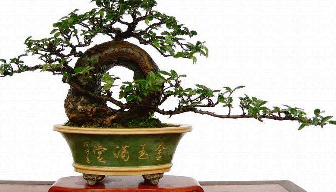 “盆景著作权”问题随想