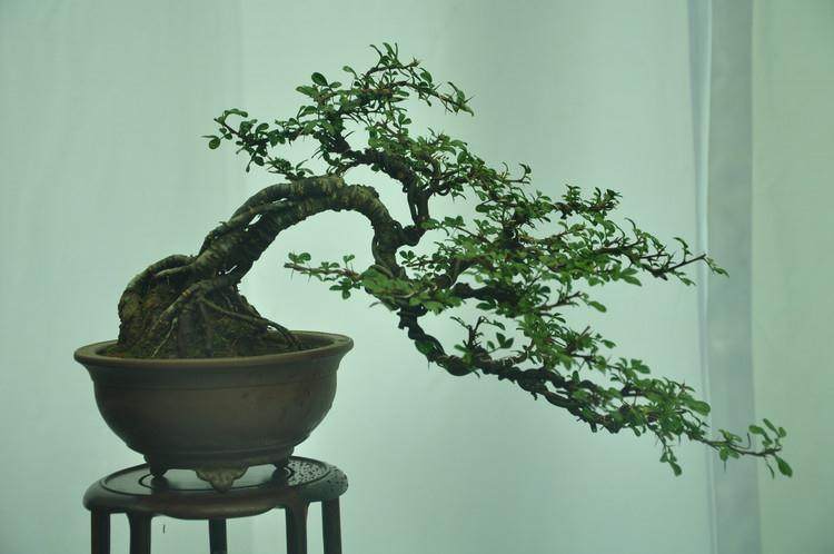 微型盆景十分讨人喜爱,请问微型盆景怎样养护管理?