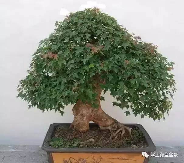 三角枫盆景的制作与养护