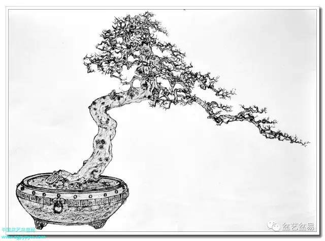 树桩设计构图的意义何在？