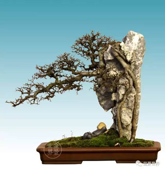 木石相依,永不分离——香港附石盆景大赏