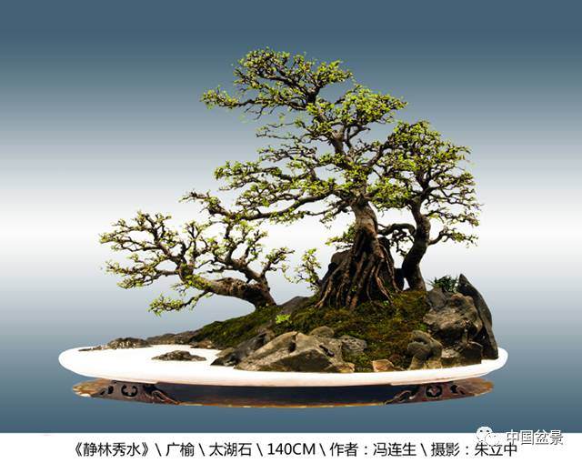 冯连生谈树石盆景怎么制作的4个方法