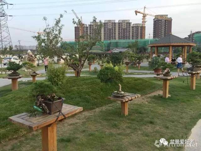 盆景联展在北京朝阳区大观堂盆景园开幕