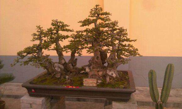 湖南省举办盆景、赏石博览会