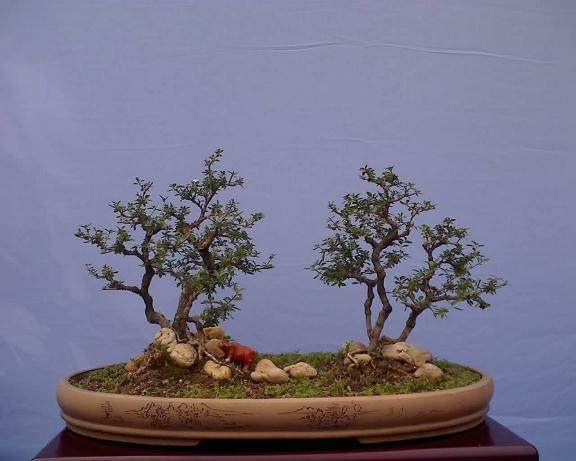 树桩盆景制作中的因势利导