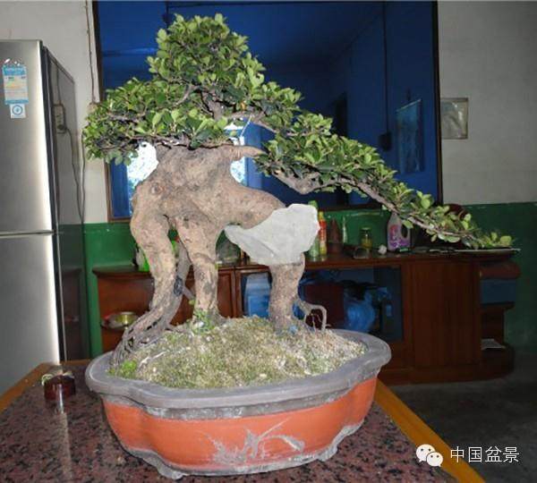 蚊母树叶为何叶尖枯褐?干枯后脱落,叶片最后还向内卷曲